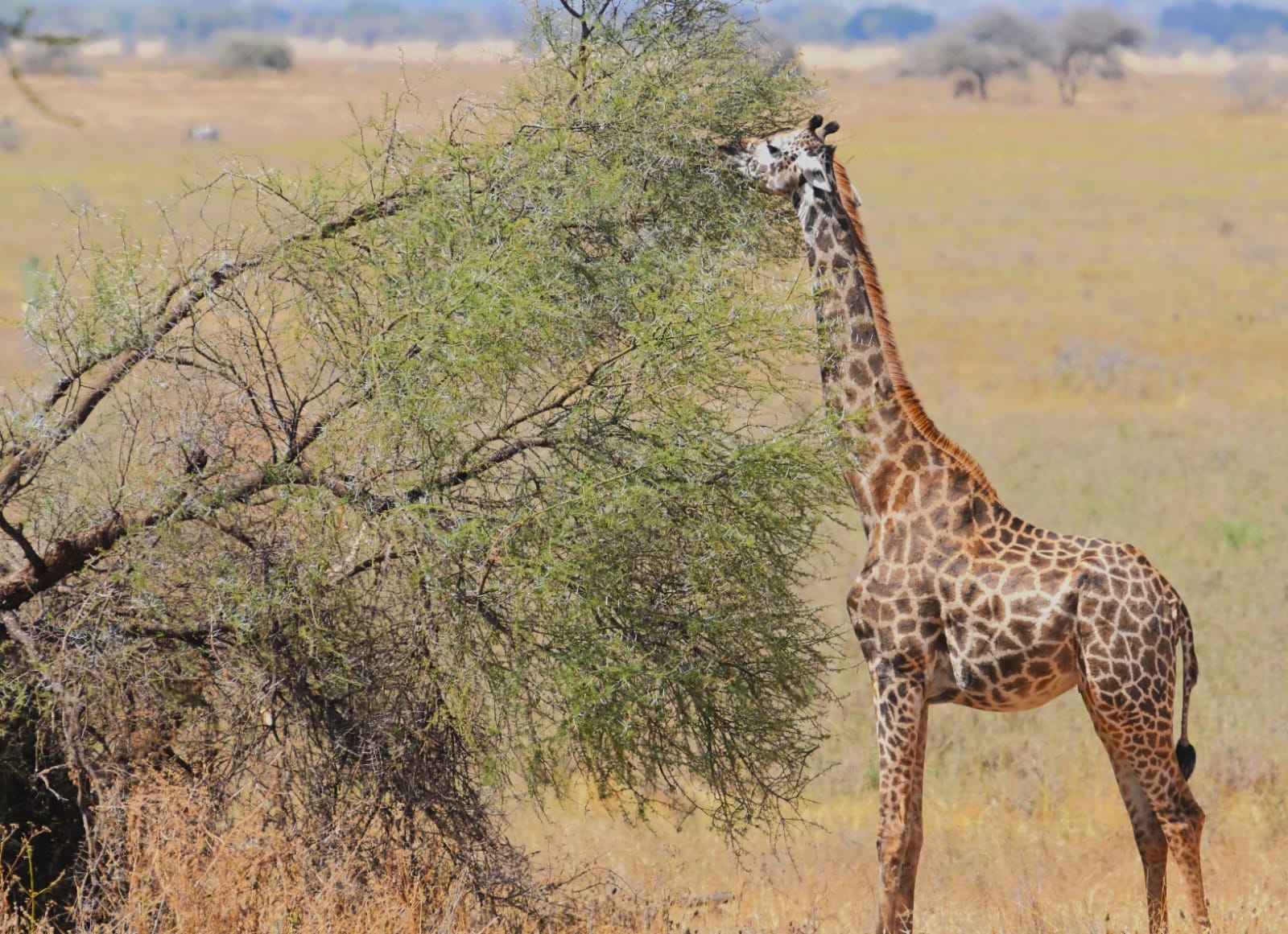 Tanzania 8 Days Safari Package